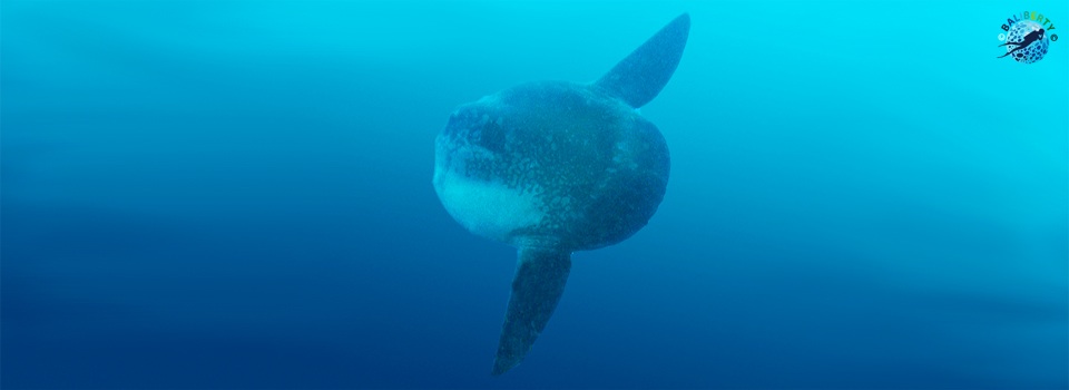 bali-plongee-mola-poisson-lune