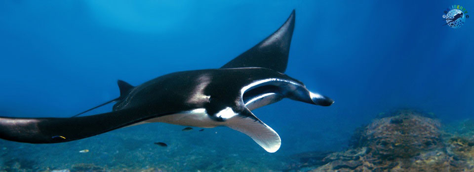 diving-bali-manta-ray