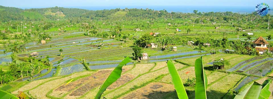 bali-rizieres