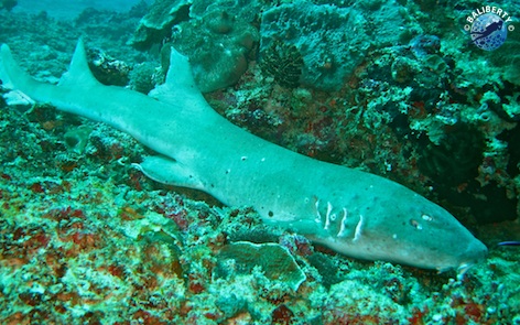 Requin nourisse à Manta Point