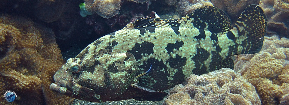 bali-diving-grouper