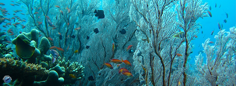 bali-amed-diving-plongee-jemeluk-01