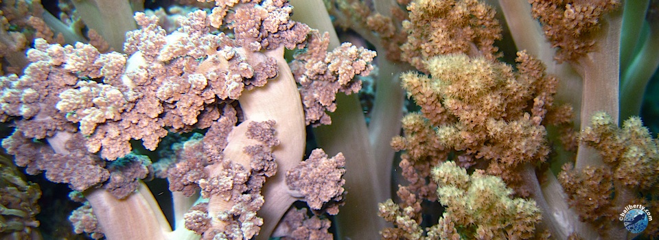bali-amed-diving-plongee-lipahbay-04