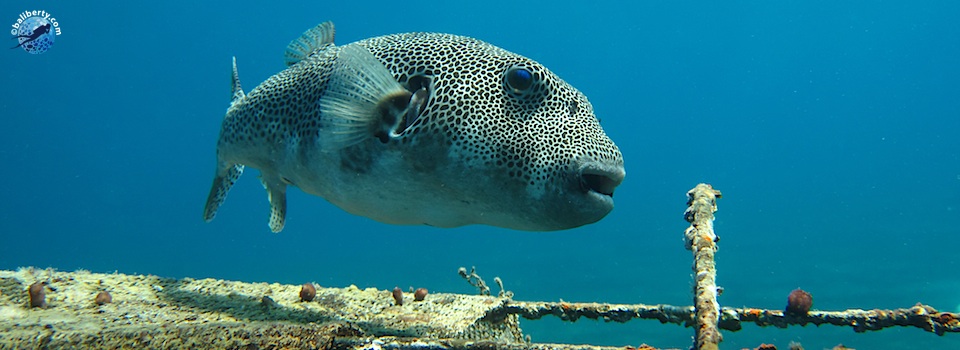 bali-amed-diving-plongee-macro-muck-04