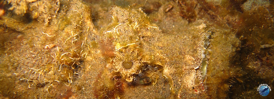bali-amed-diving-plongee-macro-muck-13