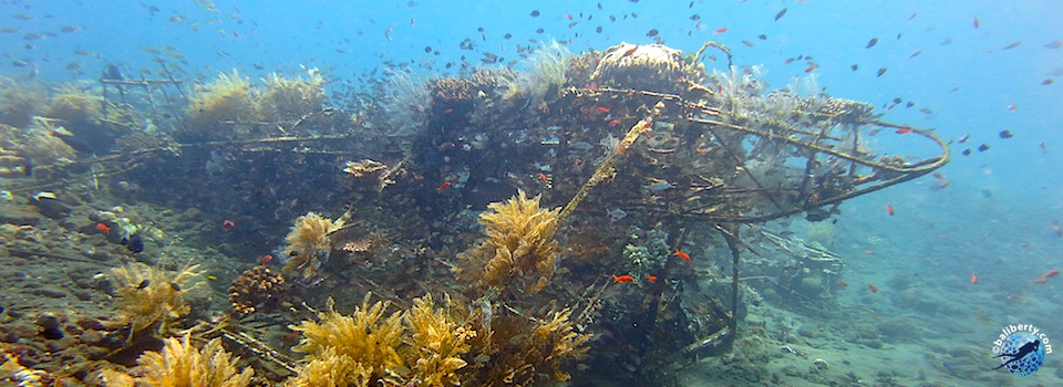 bali-tulamben-diving-plongee-jardin-corail-reef-04