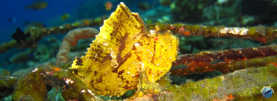 bali-tulamben-diving-plongee-jardin-corail-reef-18