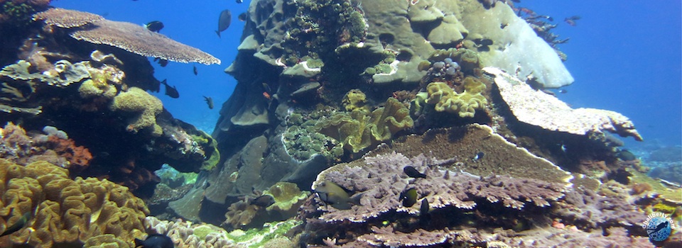 bali-diving-penida-coral