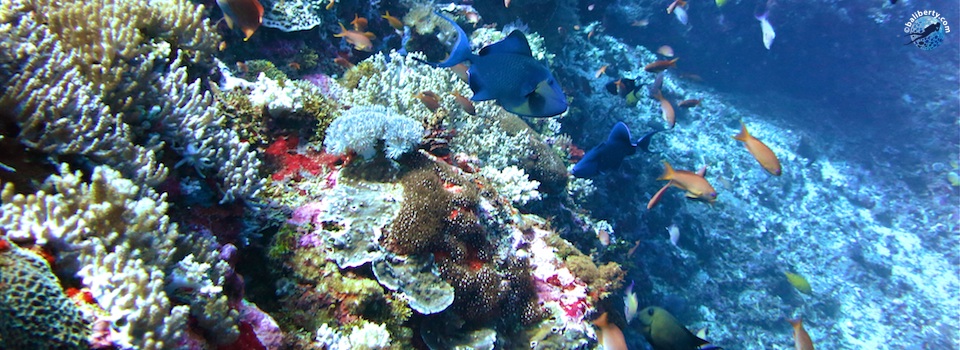 plongee-bali-nusa-penida-corail-poisson