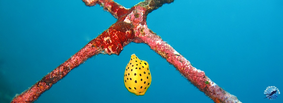 bali-plongee-padang-bai-jepun-juvenile-coffre