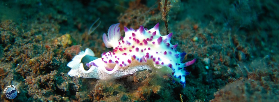 plongee-bali-pj-nudibranche