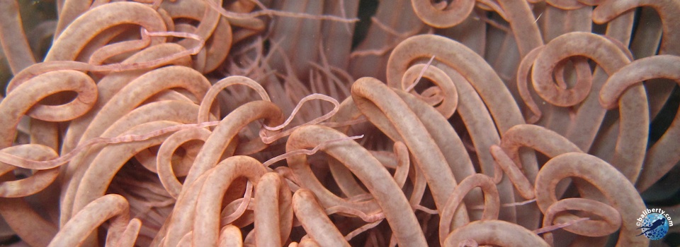 plongee-bali-gilimanuk-anemone