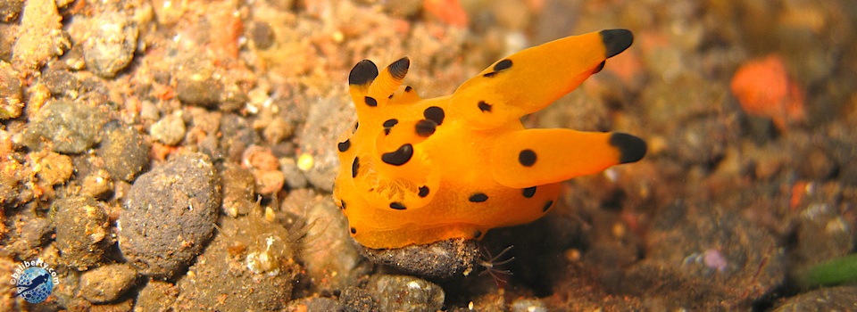plongee-bali-nudibranche
