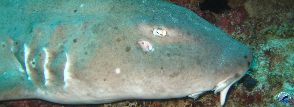 bali-diving-penida-shark