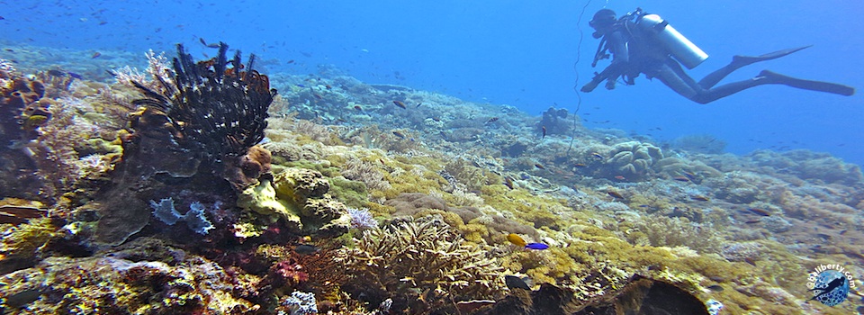 diving-bali-mangrove