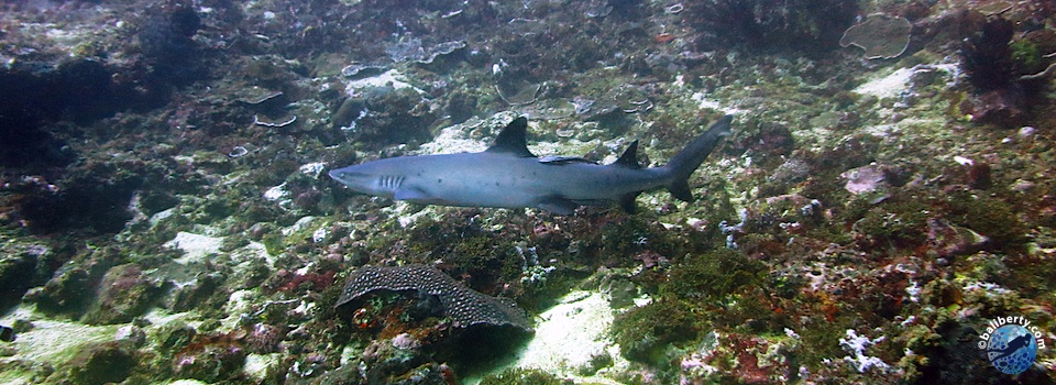 bali-plongee-mimpang-requin