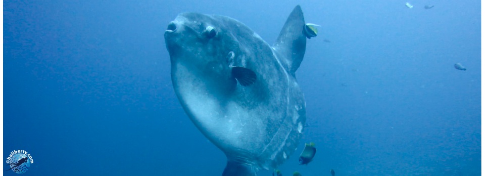 sunfish