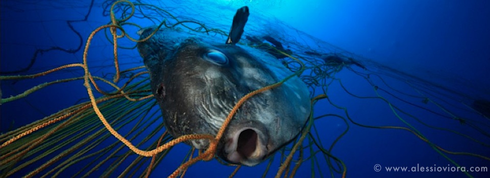 mola mola prisonnier des filets