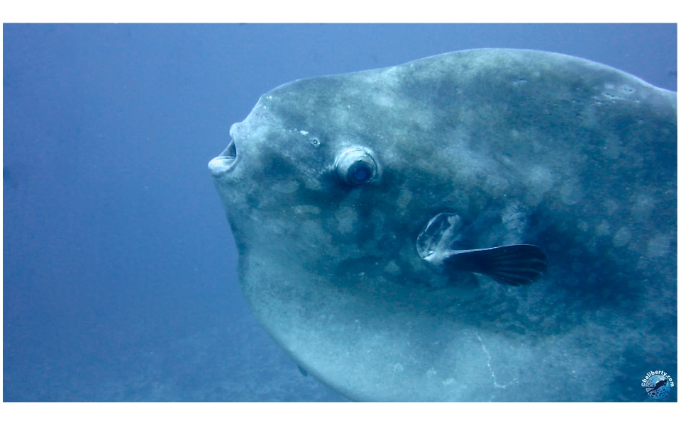 Sunfish or Mola-Mola