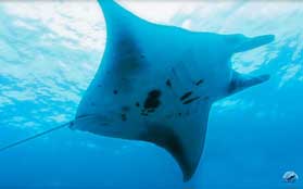 manta rays in Bali