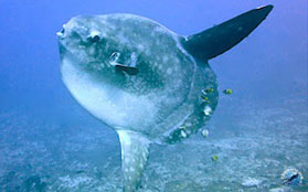 sunfish in Bali