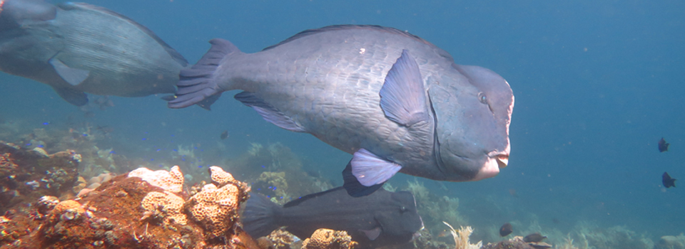 bali_plongee_diving_kubu_2