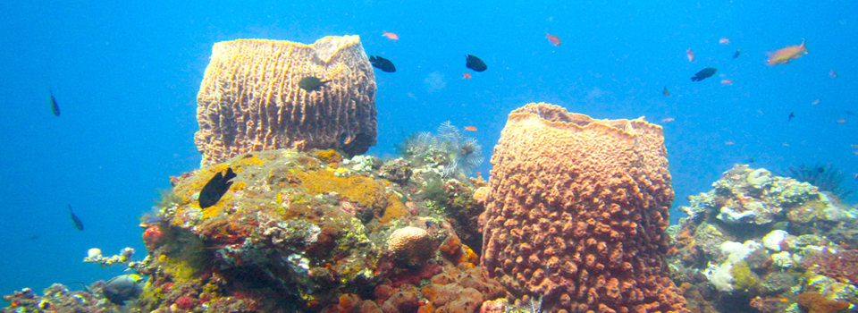 bali_plongee_diving_kubu_6